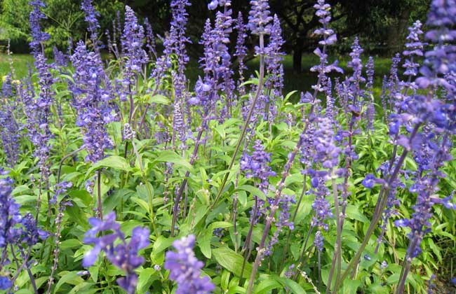 藍花鼠尾草花期多久