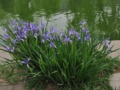 馬蓮花和馬蘭花是同一種花嗎？