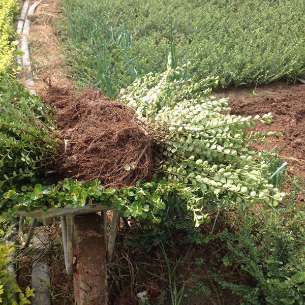 平枝荀子圖片