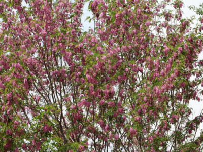 香花槐的常見價值都有哪些