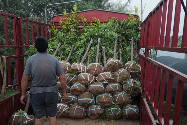 美植袋容器金葉榆