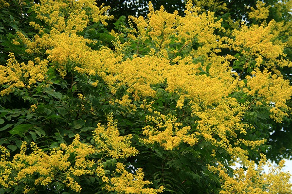 欒樹什么時(shí)候開花，花期多久