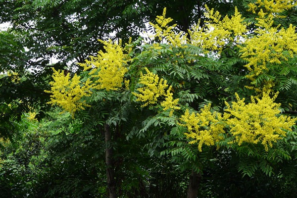 欒樹什么時(shí)候開花，花期多久