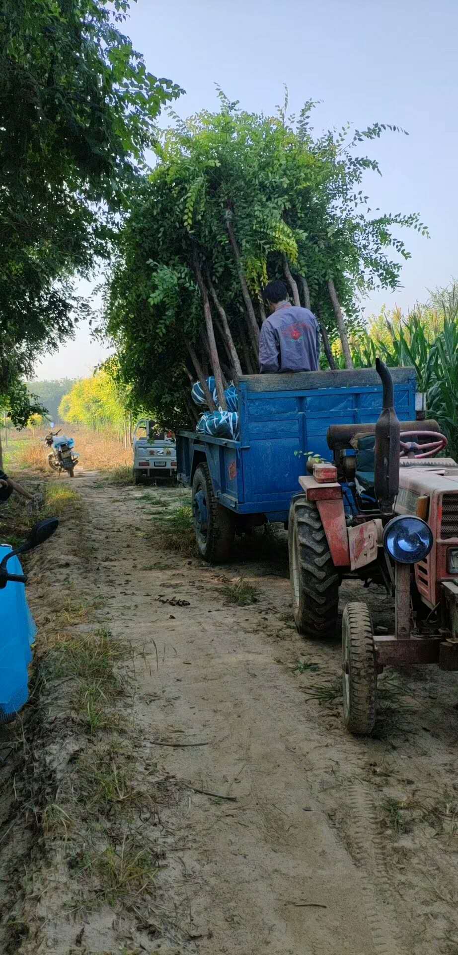 金葉榆裝車(chē)中