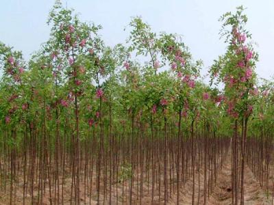 如何才能養(yǎng)好香花槐