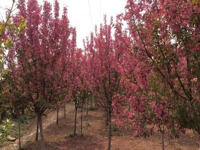 冬紅果海棠的種植需要注意些什么 ？