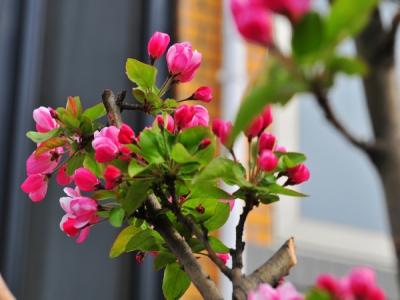 西府海棠的種植和養護方法