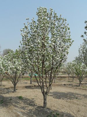 八棱海棠花期多久，幾月份開花