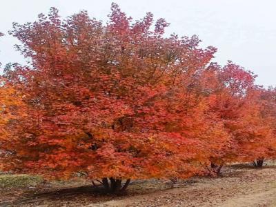 叢生紅點紅楓